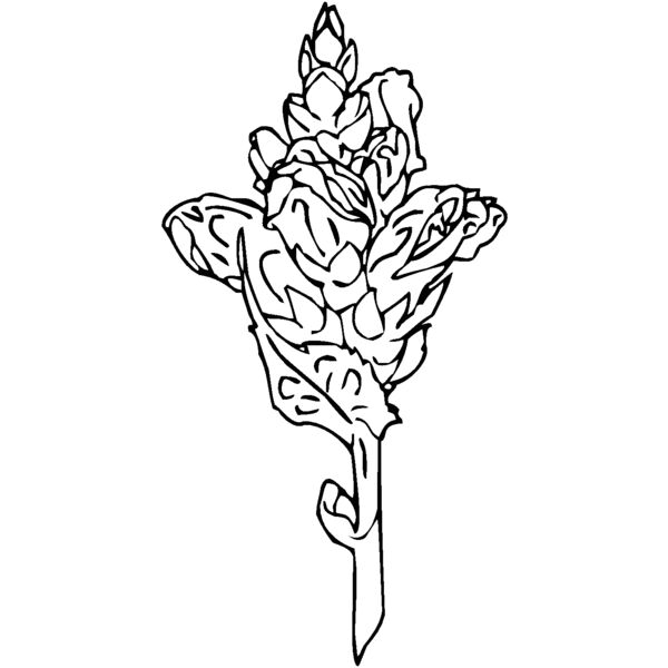 turtlehead Thumbnail