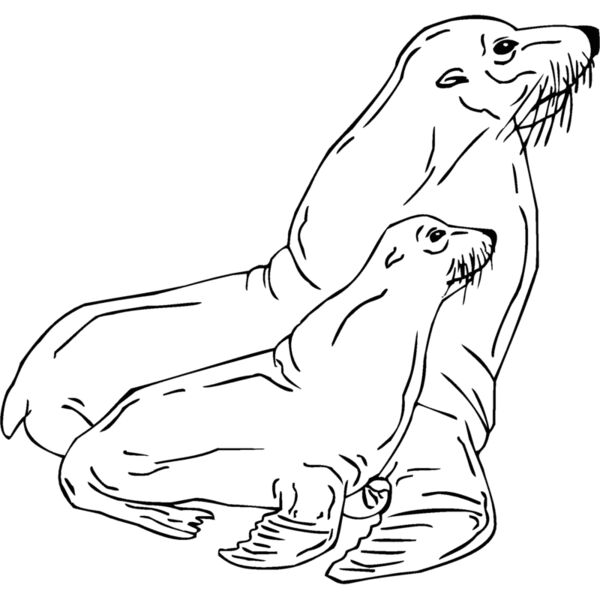 seals Thumbnail