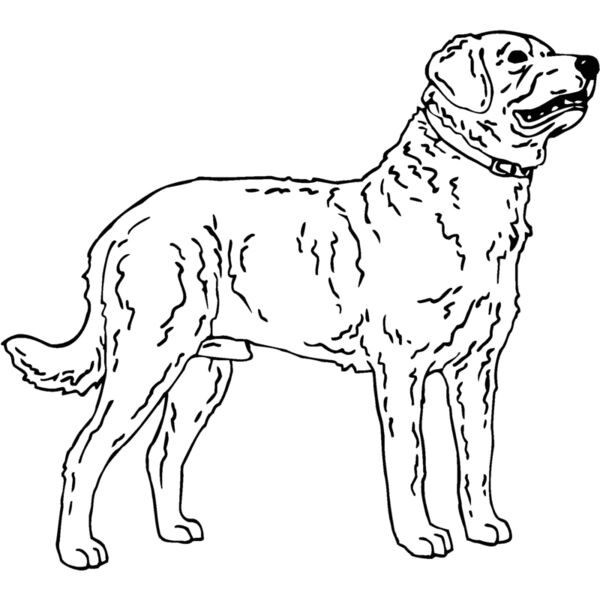 chesapeake bay retriever Thumbnail