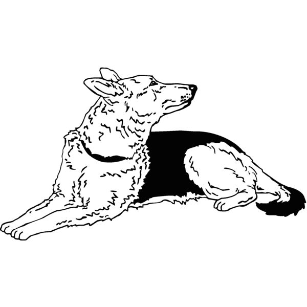 german shepherd Thumbnail